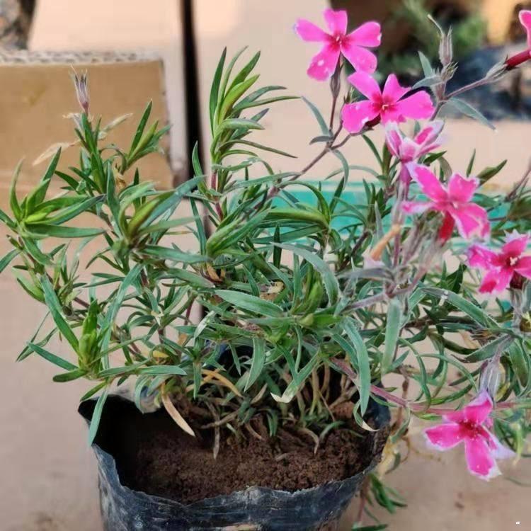 芝樱批发基地 苗圃直发芝樱 期待您的到来