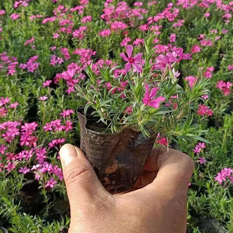 苗圃直发丛生福禄考 丛生福禄考批发基地 量大价优