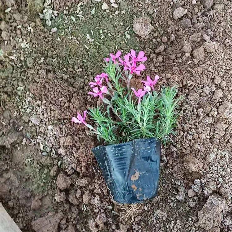 苗圃直供丛生福禄考小苗 青北源丛生福禄考基地 来电咨询