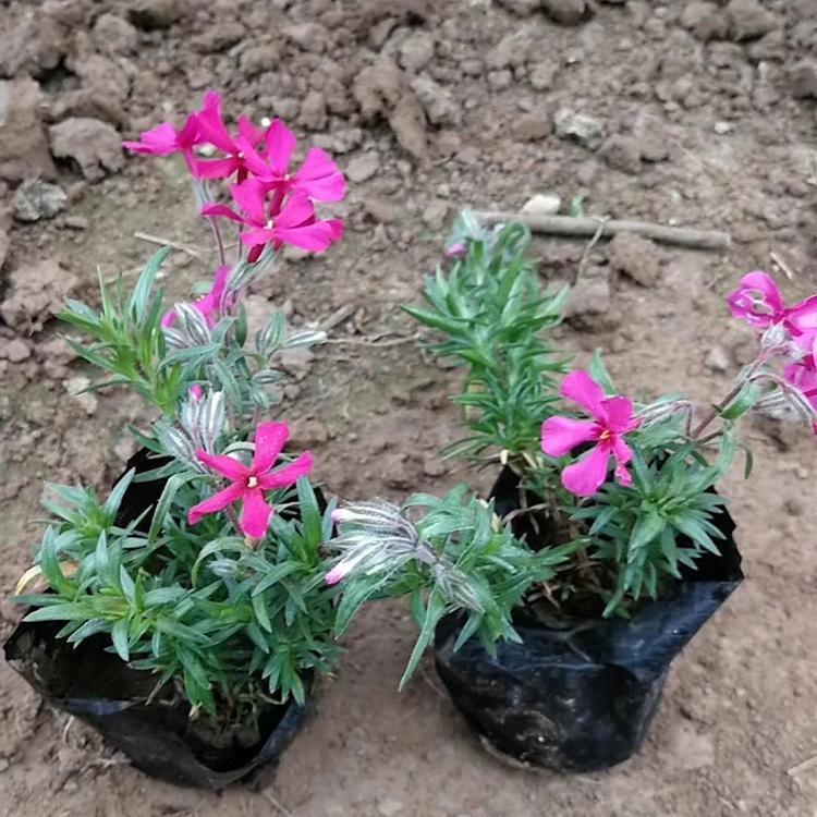 丛生福禄考草本培育基地 山东丛生福禄考草本 期待您的到来