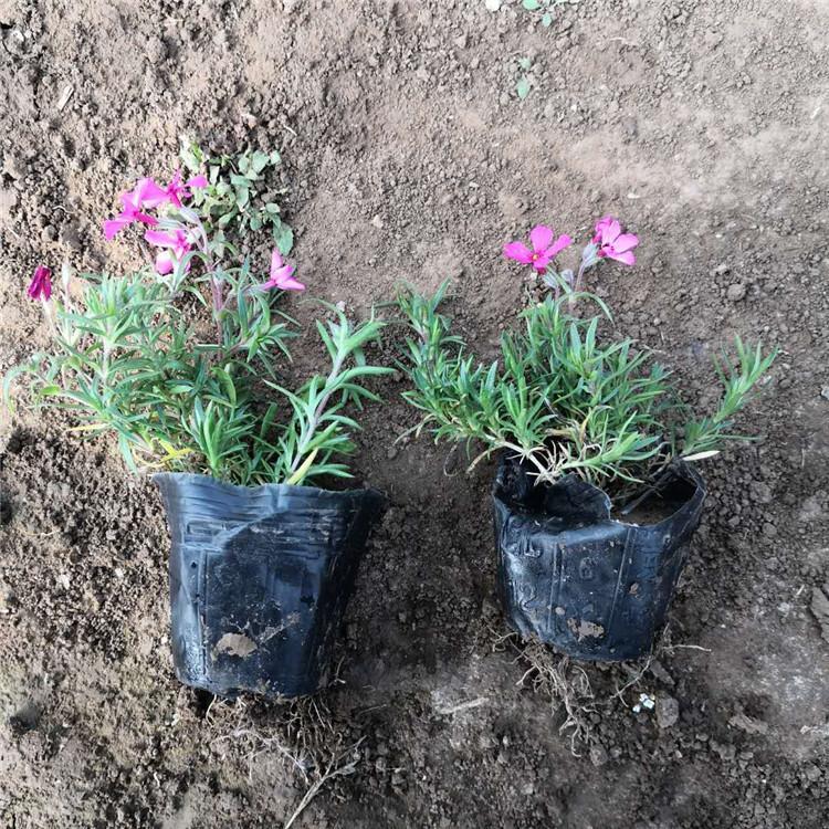 芝樱小苗批发 苗圃直发芝樱小苗 大量供应
