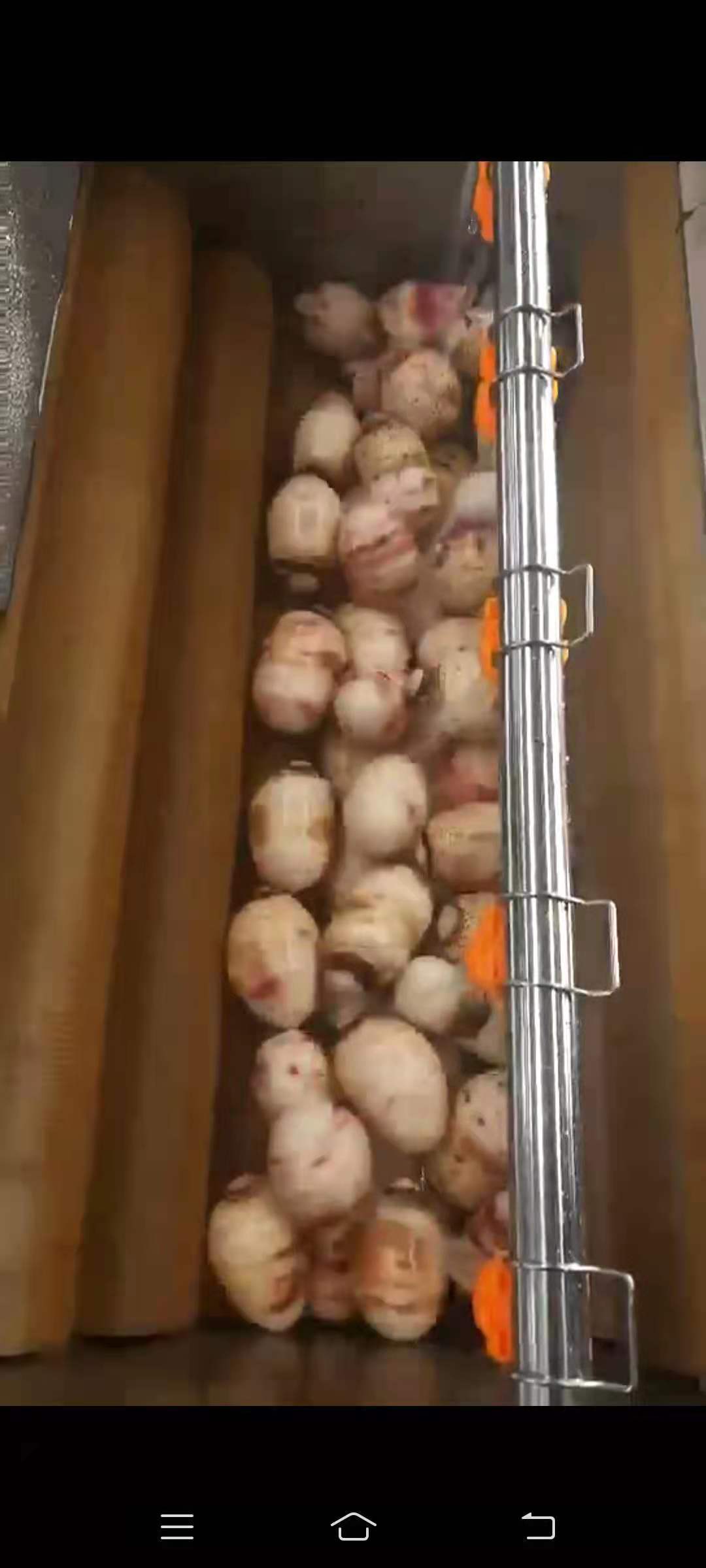 清洗干净的裕科全自动土豆毛辊清洗去皮机