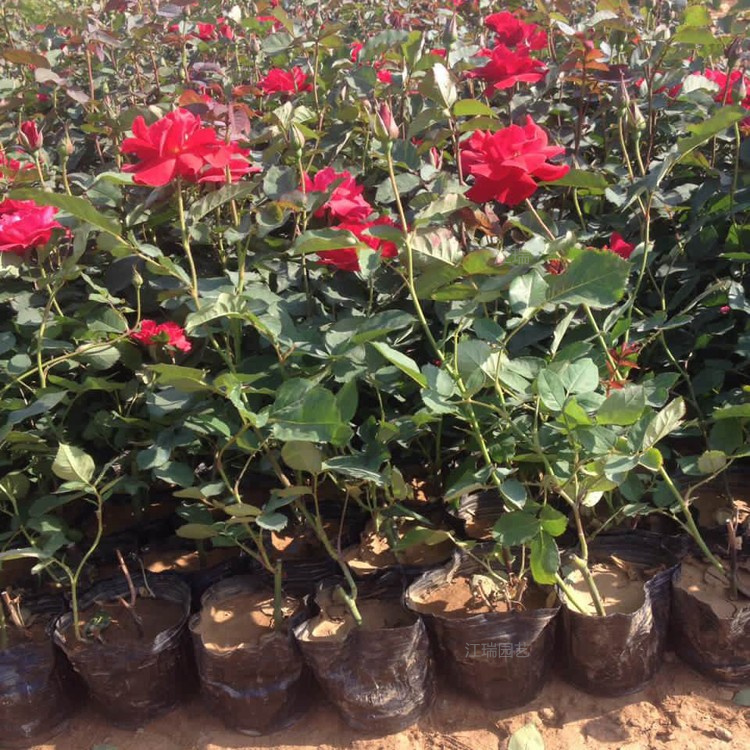 青州钻石月季种植地销售 钻石月季花色美丽 钻石月季一手货源 欢迎询价
