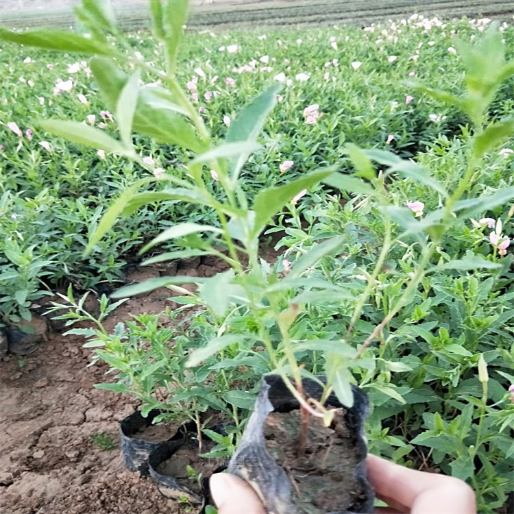 江瑞美丽月见草 质量好价格低 美丽月见草可成片 可丛植 花姿优美 欢迎询价