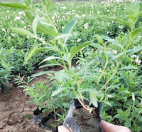 江瑞美丽月见草 质量好价格低 美丽月见草可成片 可丛植 花姿优美 欢迎询价