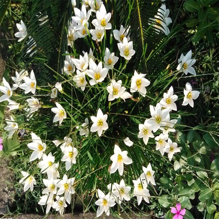 山东葱兰大型种植基地 红花葱兰成品苗供应 白花葱兰园林景区常用花卉