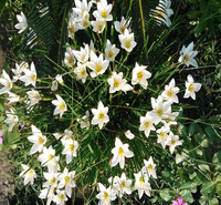 山东葱兰大型种植基地 红花葱兰成品苗供应 白花葱兰园林景区常用花卉
