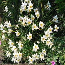 山东葱兰大型种植基地 红花葱兰成品苗供应 白花葱兰园林景区常用花卉