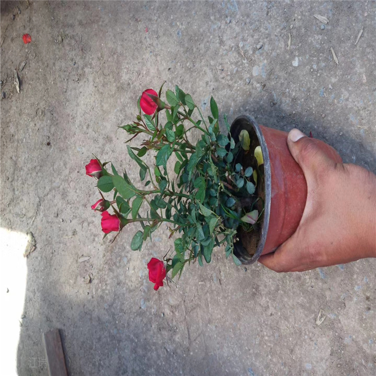 青州微型月季花姿优美 微型月季成活高 适应能力强 江瑞繁育基地供应