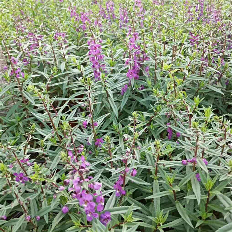 香彩雀繁育基地 江瑞香彩雀大型种植基地 香彩雀 质量好价格低