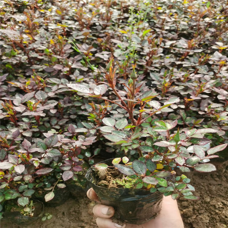 江瑞微型月季花色齐全 微型月季植株粗壮 微型月季一手货源 无中介