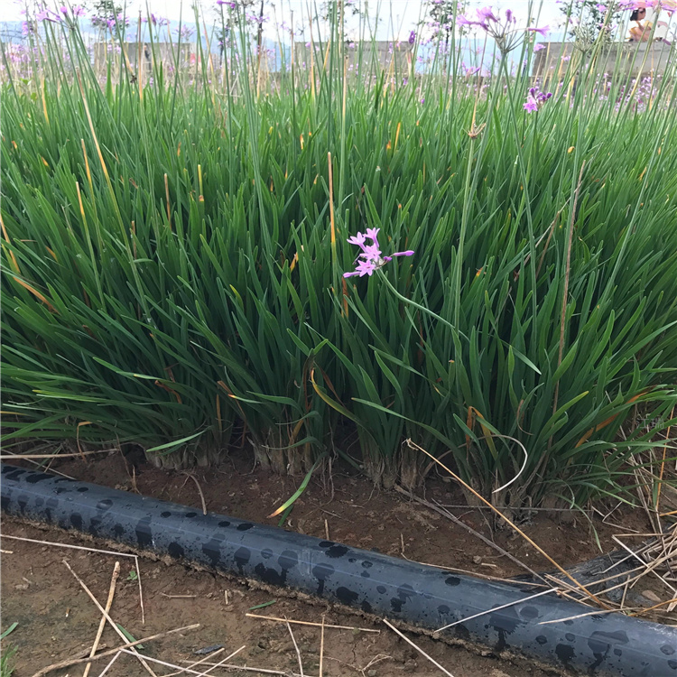 青州紫娇花花姿优美 紫娇花大型种植基地 紫娇花一手货源 无中间商