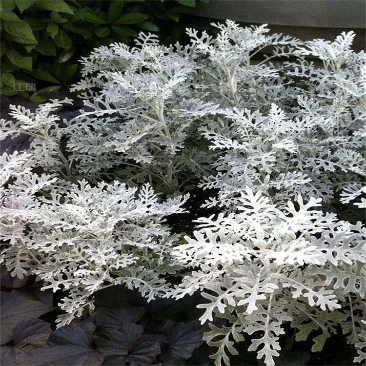 青州银叶菊大型种植基地 银叶菊叶色优美 银叶菊质量好价格低 江瑞园艺欢迎选购