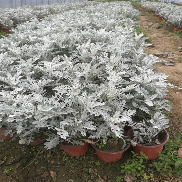 山东银叶菊株型粗壮 银叶菊景区公园配色花卉 江瑞园艺 欢迎询价