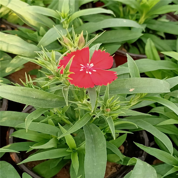 初吻石竹花姿优美 开花草坪欧石竹种植地销售 美国石竹花坛种植 彩虹石竹植株健壮 江瑞园艺 