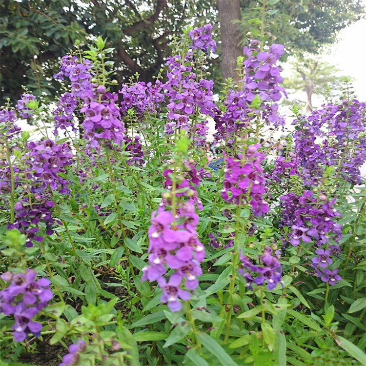 香彩雀杯苗成活高 香彩雀紫色系花海花卉 江瑞一手货源无中介