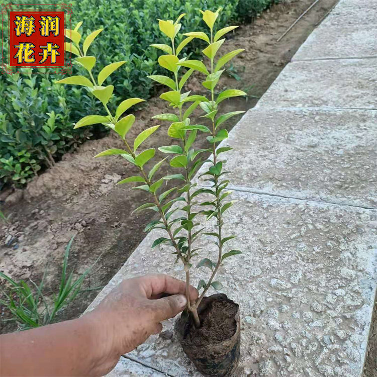 金叶女贞 常绿灌木金叶女贞小苗 绿化用金叶女贞杯苗批发 海润花卉