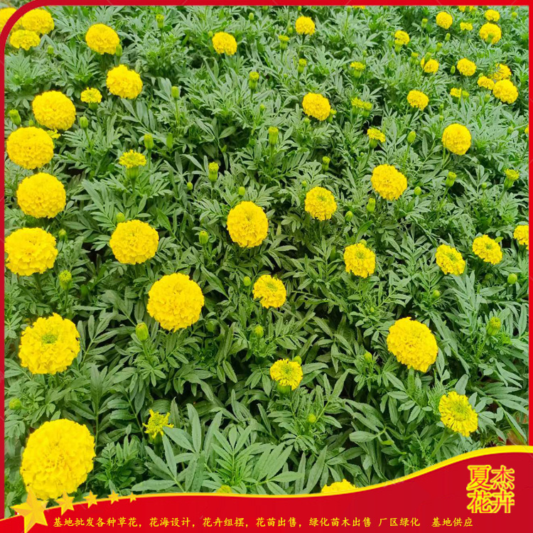 万寿菊批发价格 万寿菊花苗出售 万寿菊种植基地 夏季花卉
