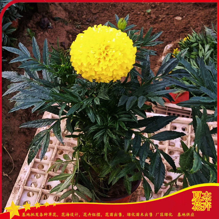 基地批发万寿菊 十一组摆花卉万寿菊 万寿菊报价