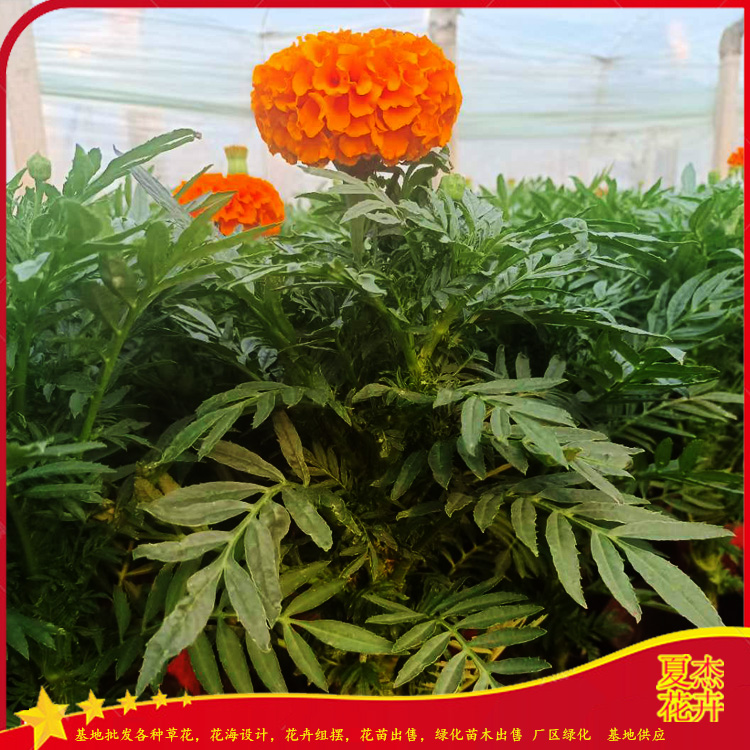 夏杰花卉供应万寿菊花苗  组摆用万寿菊  万寿菊种植基地