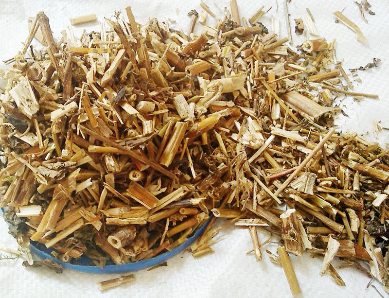 道地药材败酱草 败酱草大货批发 产地低价批发败酱草 败酱草产地货源 败酱草亳州直发