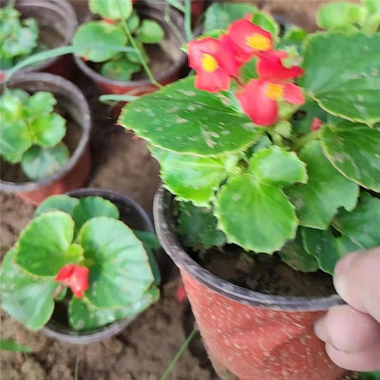 路旁花海绿化工程四季海棠   四季海棠小苗价格  花朵繁密 色系丰富