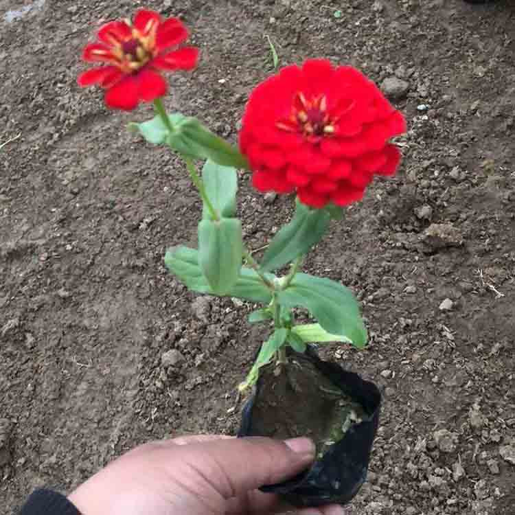 四季开花  百日草工程苗   长势好  价格低