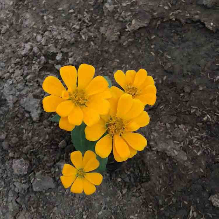 夏秋季花海品种  百日草小苗培育基地   长势好  价格低