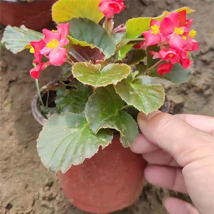 耐寒花卉四季海棠   四季海棠盆栽苗  春秋开花 花期长