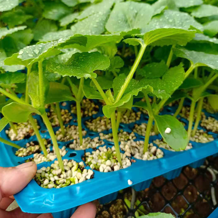  甜瓜种苗  大果型 长势好的甜瓜种苗价格   长期出售