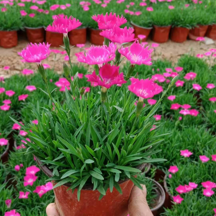 “开花草坪”欧石竹  双色盆欧石竹价格  花量大，花期长