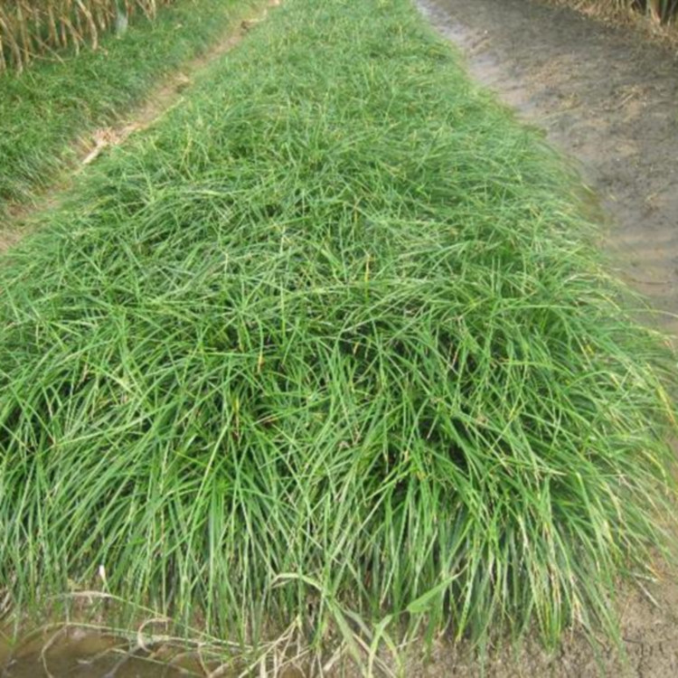 麦冬草坪,  麦冬小苗苗圃出售  多用于树穴绿化
