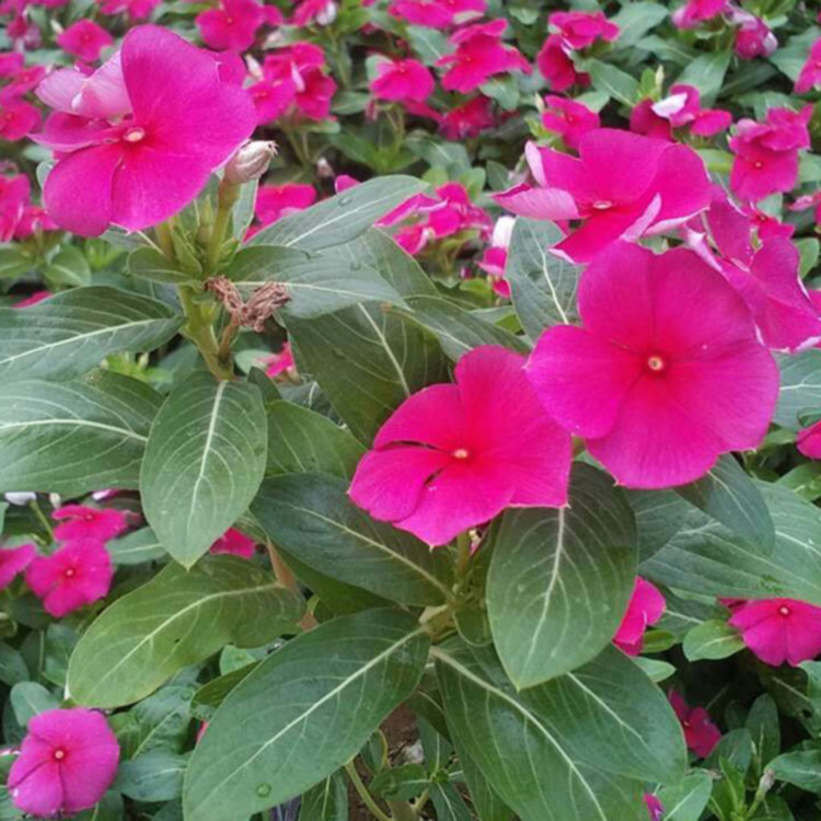 夏秋常用花卉   长春花盆栽苗价格   四季常绿