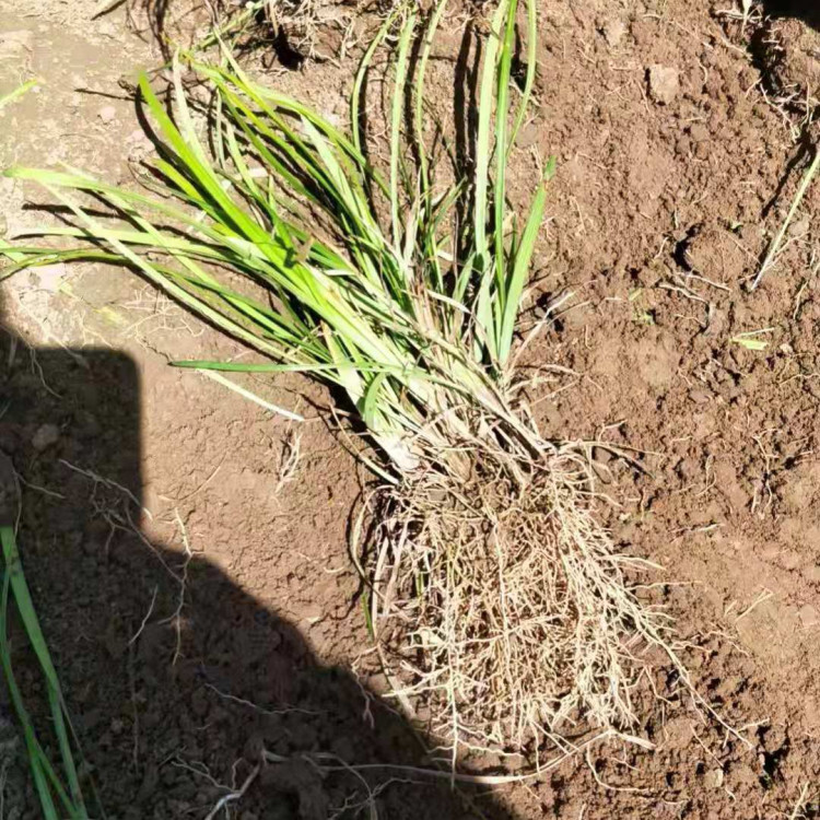 地被草坪麦冬苗  麦冬供应商  植株低矮 养护简单