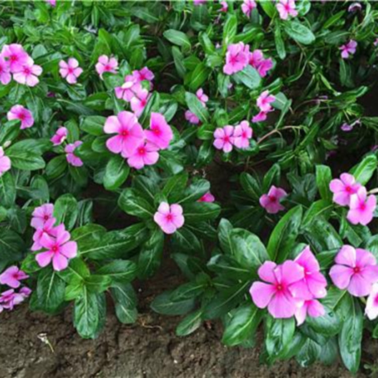 四时春花坛摆花   租摆长春花盆栽   岩石园点缀栽植