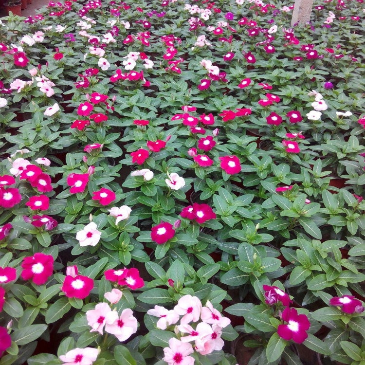 欢迎实地考察选苗   长春花营养杯   花朵丰富 花期长
