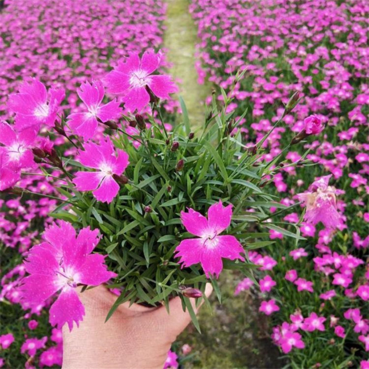 公园绿化欧石竹  欧石竹报价  花量大，花期长