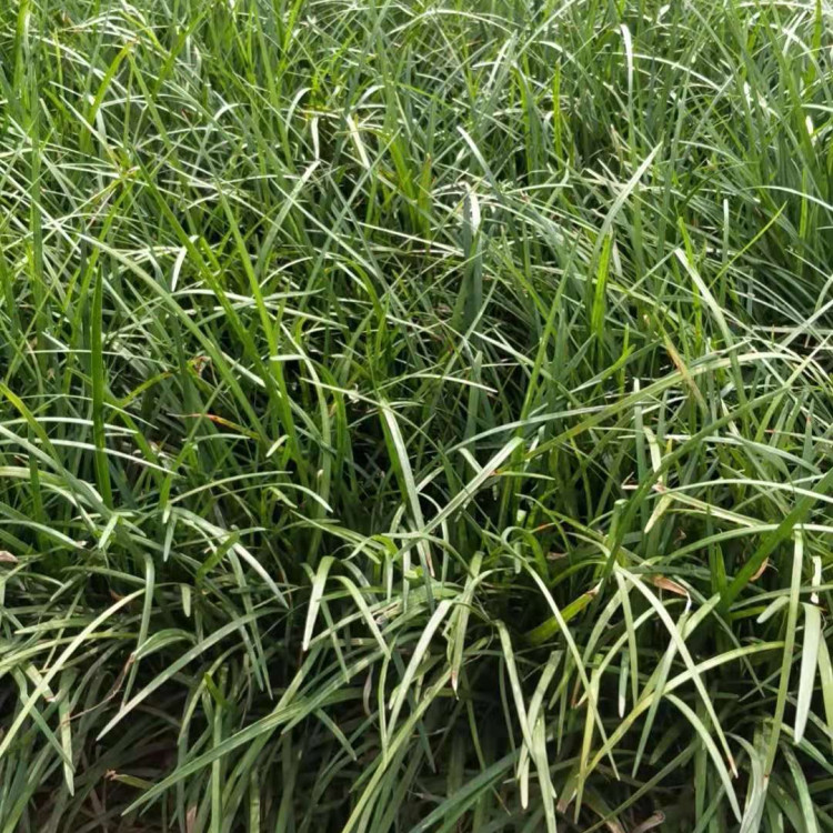 麦冬草坪,  细叶麦冬苗  应用范围广