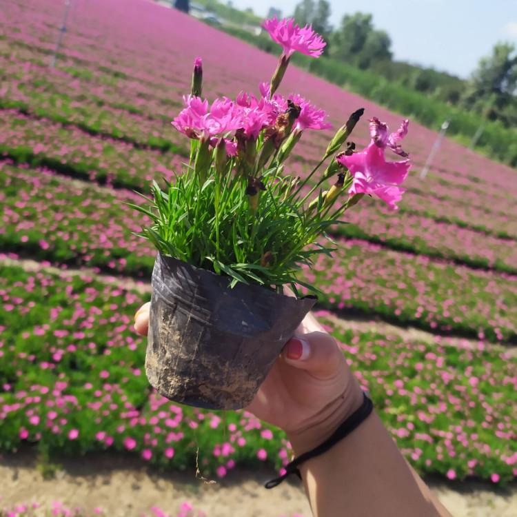 “开花草坪”欧石竹  东田批发欧石竹  浅色系草花，可用于花海打造