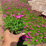 十月份开的花卉品种齐全 花坛花箱花境花带常用花卉基地供应 江瑞