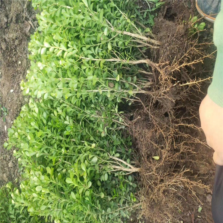 庭院景观绿化瓜子黄杨 瓜子黄杨工程小苗 苗圃种植耐寒绿化瓜子黄杨 四季常绿