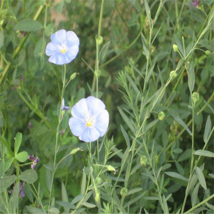 青州蓝亚麻繁育基地 蓝亚麻花期长 花姿优美 蓝亚麻养护简单 江瑞园艺