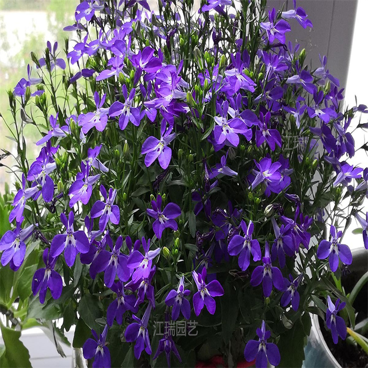 江瑞六倍利一手货源 六倍利花姿优美 六倍利花境点缀花卉