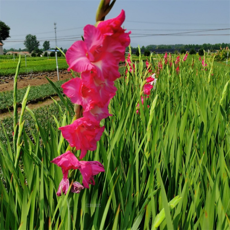 唐菖蒲质量好 价格低 唐菖蒲又叫剑兰 剑兰批发种植基地 江瑞园艺