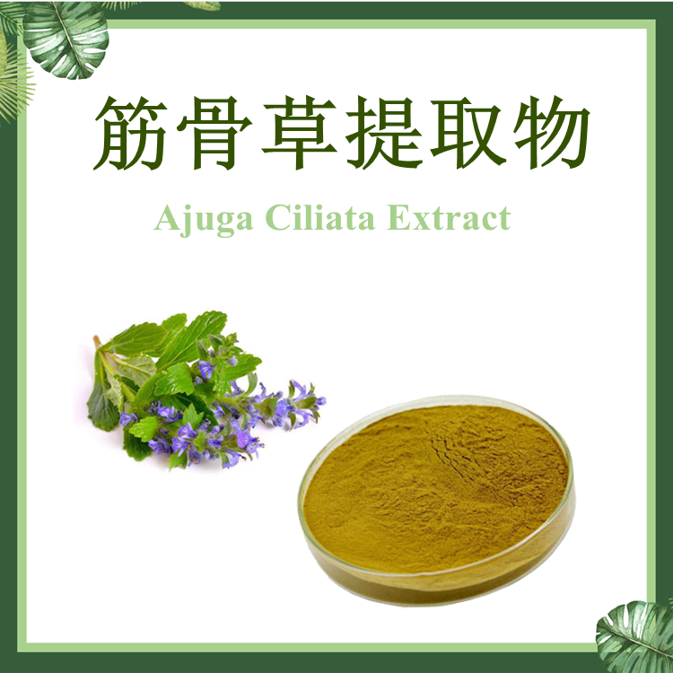 筋骨草提取物 10:1 白毛夏枯草提取物【SC厂家】筋骨草浸膏