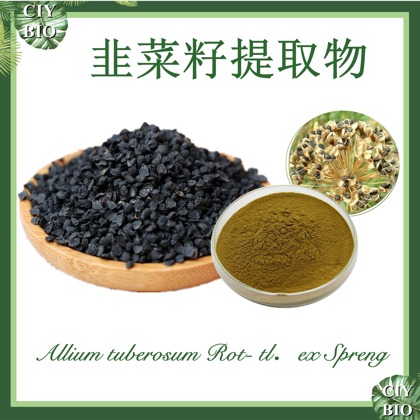韭菜籽提取物 10:1 韭菜子提取物 【SC厂家】韭菜仁提取物