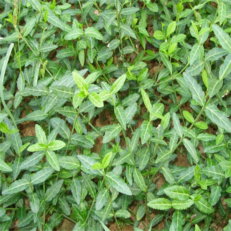 江瑞小叶扶芳藤苗圃现挖 爬行卫矛枝繁叶茂 耐修剪 不落叶 四季常青 欢迎致电咨询