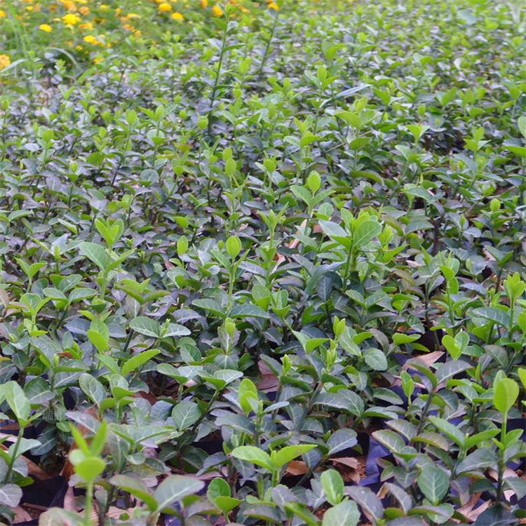 大叶扶芳藤规格齐全 大叶扶芳藤树繁叶茂 匀称美观 耐修剪 江瑞
