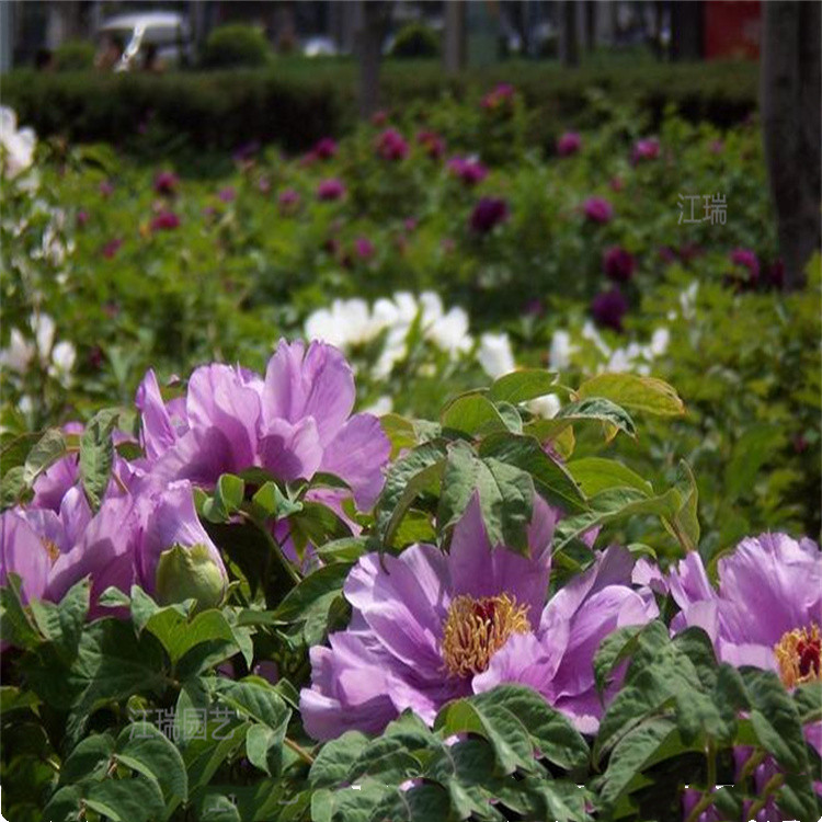 青州绿化牡丹花海景观系列花卉 牡丹数量多 价格低 江瑞园艺