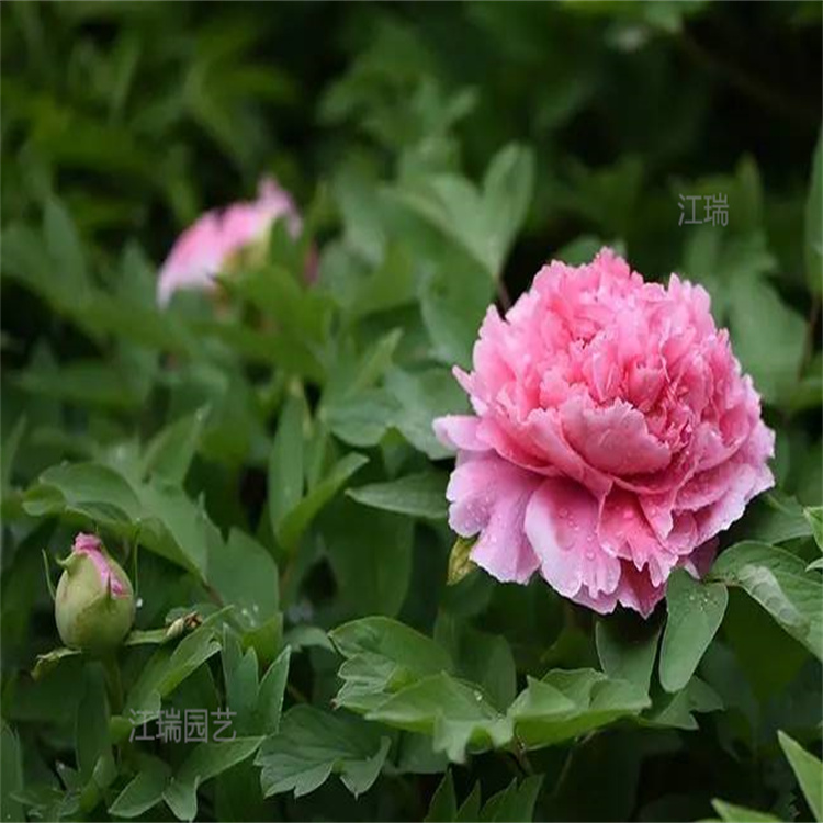 山东牡丹绿化花卉 江瑞绿化牡丹花海系列 株型美观 价格合理